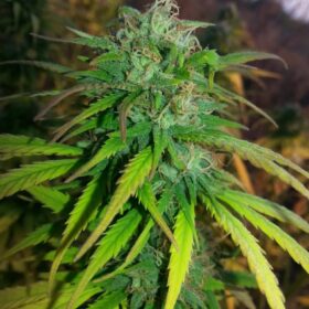 Skunk #11 Dutch Passion Seeds