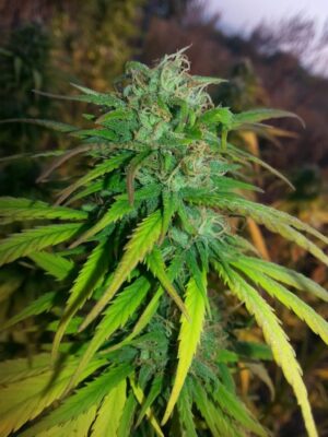 Skunk #11 Dutch Passion Seeds