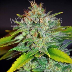 Skunk 47 WorldOfSeeds