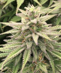 Skunk Haze CBD Dutch Passion Seeds