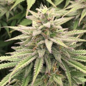 Skunk Haze CBD Dutch Passion Seeds