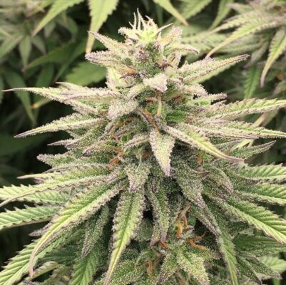 Skunk Haze CBD Dutch Passion Seeds
