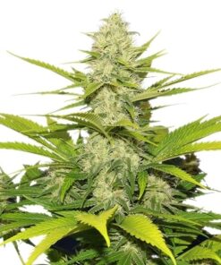Skunk XL Royal Queen Seeds