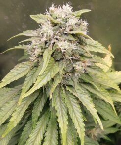 Skunk XL Regular Royal Queen Seeds