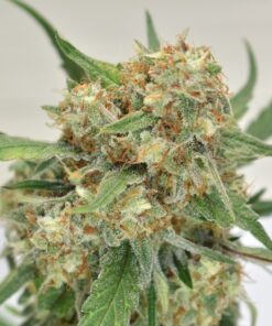 Skywalker Haze Dutch Passion Seeds