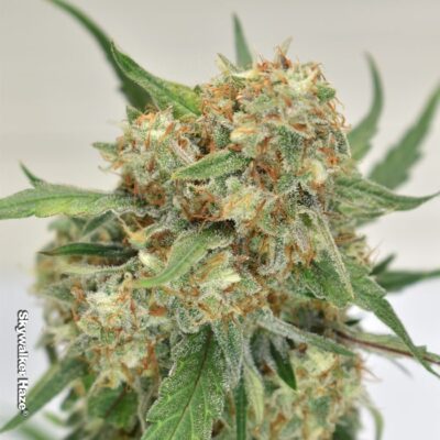 Skywalker Haze Dutch Passion Seeds