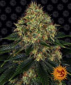 Skywalker OG Auto Barneys Farm Seeds