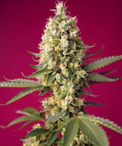 Skywalker OG Runtz XL Auto Sweet Seeds