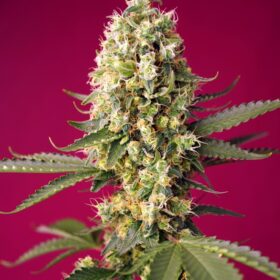 Skywalker OG Runtz XL Auto Sweet Seeds