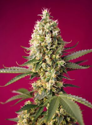 Skywalker OG Runtz XL Auto Sweet Seeds