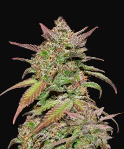 Smoothie Auto Fast Buds Seeds