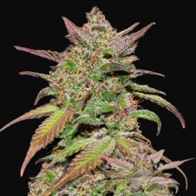 Smoothie Auto Fast Buds Seeds
