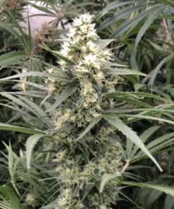 Snow Bud Dutch Passion Seeds
