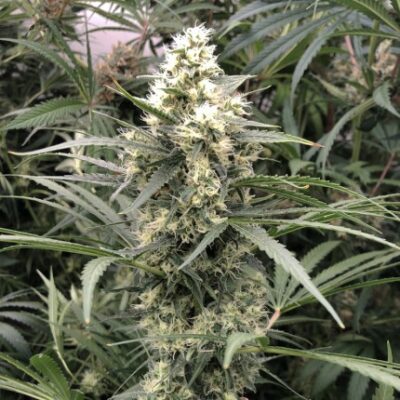 Snow Bud Dutch Passion Seeds