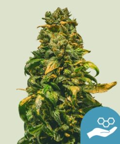 Solomatic CBD Auto Royal Queen Seeds