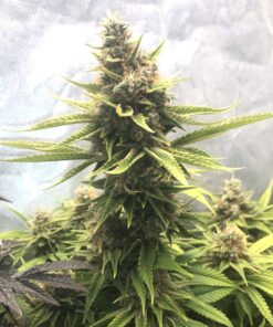 Somango XL Royal Queen Seeds