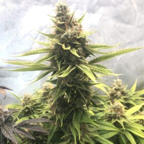 Somango XL Royal Queen Seeds