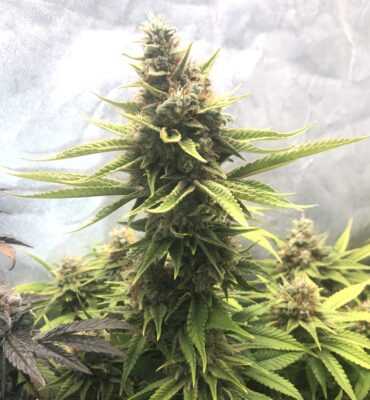 Somango XL Royal Queen Seeds