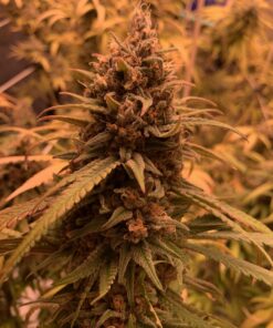 Sour Diesel Royal Queen Seeds