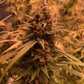 Sour Diesel Royal Queen Seeds