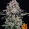 Sour Diesel Auto Barneys Farm Seeds
