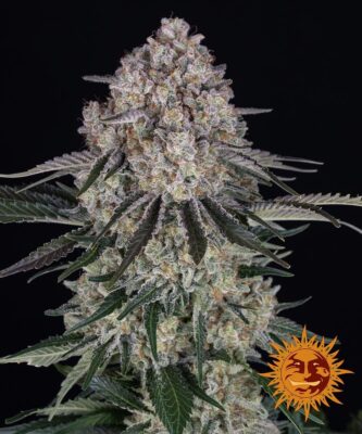 Sour Diesel Auto Barneys Farm Seeds