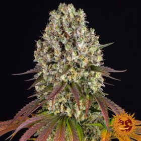 Sour Diesel Barneys Farm Seeds