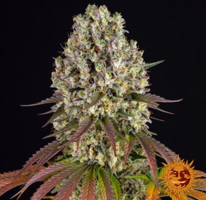 Sour Diesel Barneys Farm Seeds