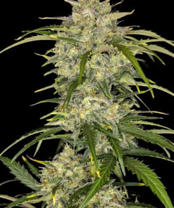 Sour Jealousy Auto Fast Buds Seeds