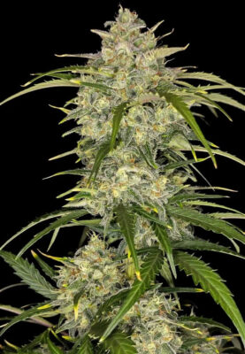 Sour Jealousy Auto Fast Buds Seeds