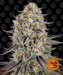 Sour Strawberry Barneys Farm Seeds