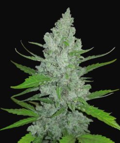 Sour Diesel Auto Fast Buds Seeds