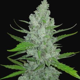 Sour Diesel Auto Fast Buds Seeds
