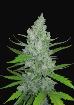 Sour Diesel Auto Fast Buds Seeds