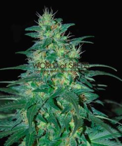 South African Kwazulu regular WorldOfSeeds