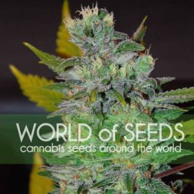 Space WorldOfSeeds
