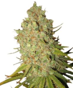 Special Kush #1 Royal Queen Seeds