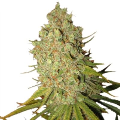 Special Kush #1 Royal Queen Seeds
