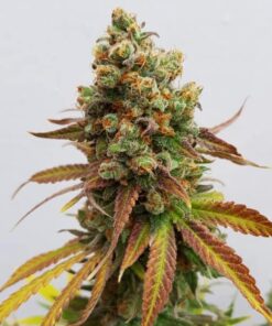 Special Queen #1 Royal Queen Seeds