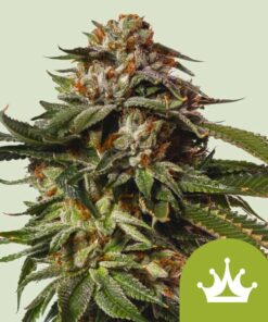 Special Queen 1 Auto Royal Queen Seeds