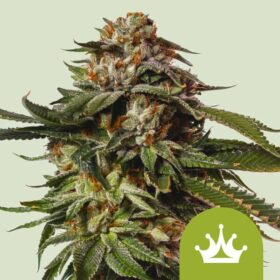Special Queen 1 Auto Royal Queen Seeds