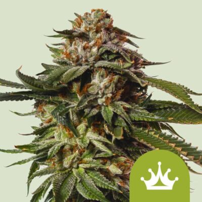 Special Queen 1 Auto Royal Queen Seeds