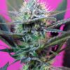 Speed + Auto Sweet Seeds