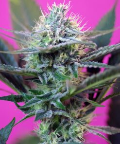 Speed + Auto Sweet Seeds