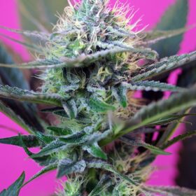 Speed + Auto Sweet Seeds