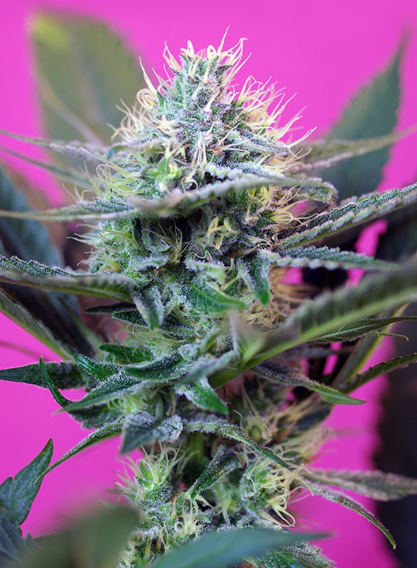 Speed + Auto Sweet Seeds