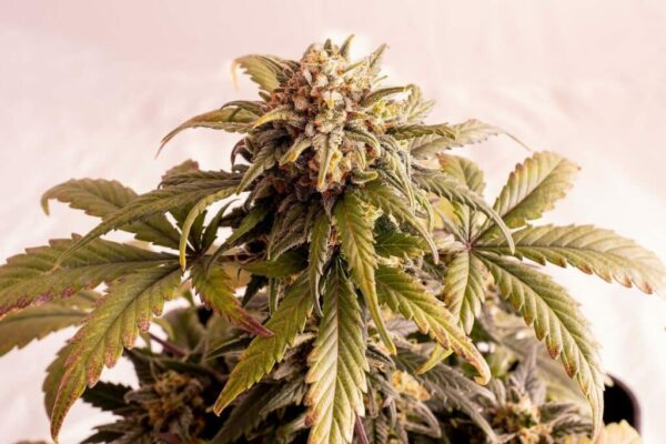 Speedy Boom Auto Kannabia Seeds