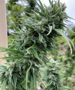 Speedy Chile Royal Queen Seeds