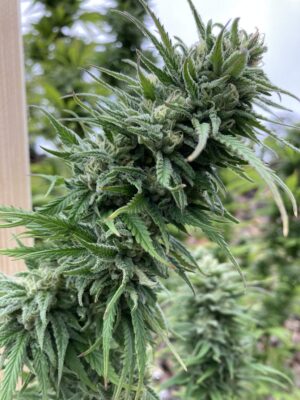 Speedy Chile Royal Queen Seeds