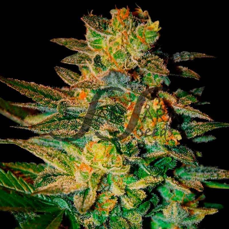 Spiritual Punk SamsaraSeeds